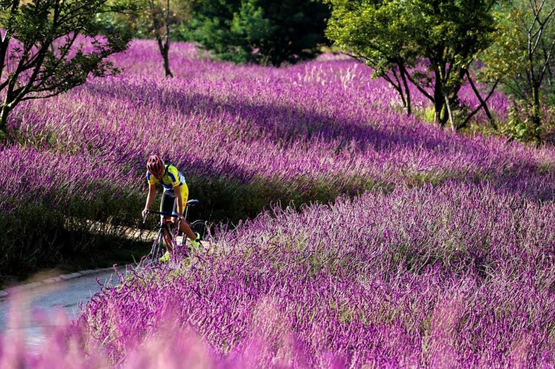 賞花踏青、網紅樂園、休閑度假…這5個地方讓你的周末嗨起來！