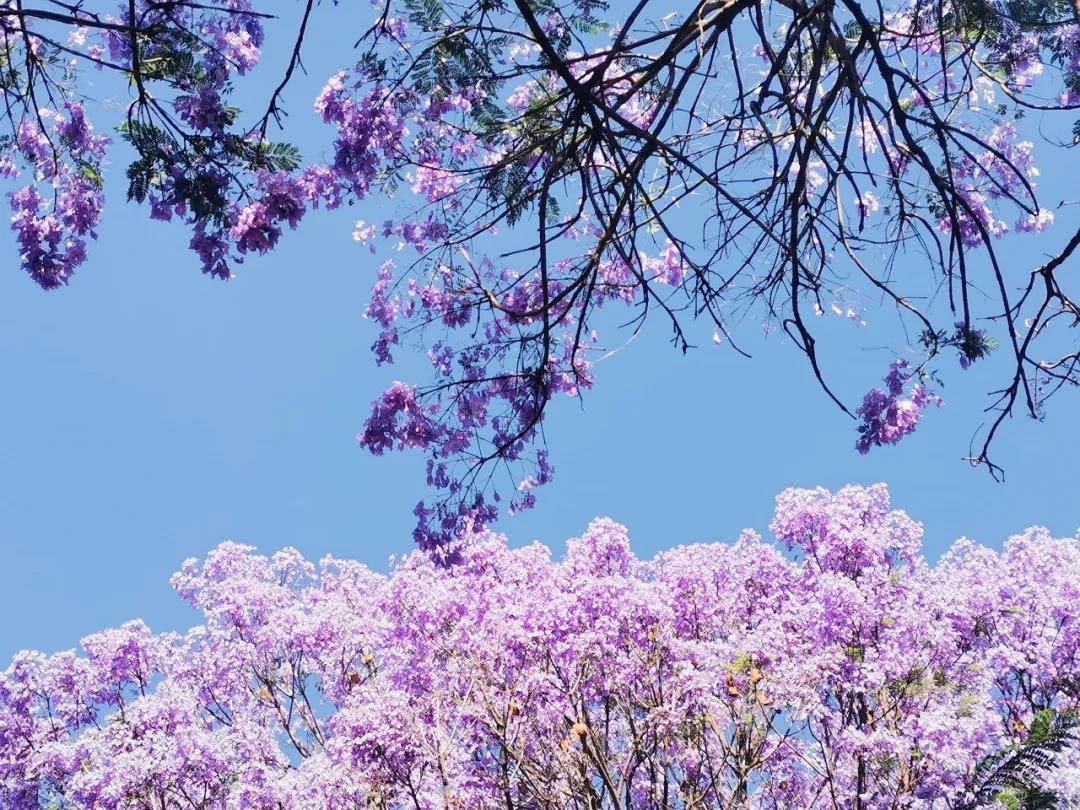 昆明萬人打卡，美出天際！藍花楹即將綻放，還有賞花公交等你坐...