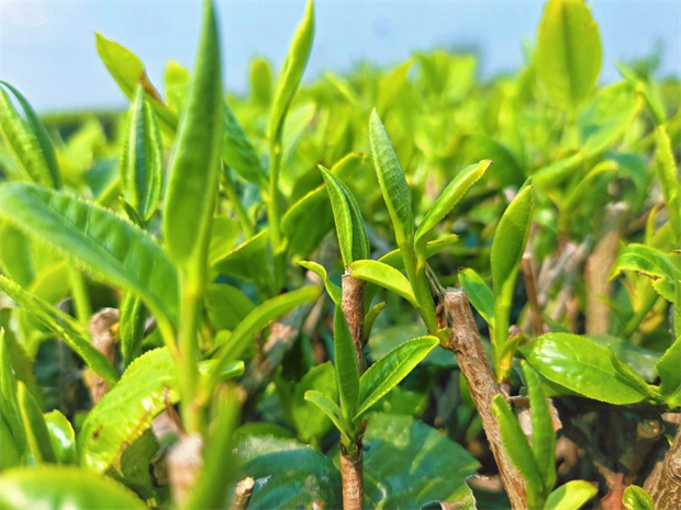 云南旅游,云南旅行社,云南團(tuán)建公司,云南會議公司,云南策劃公司,昆明旅游,昆明旅行社,昆明團(tuán)建公司,昆明策劃公司：赴一場山間茶事，到安寧采茶去！